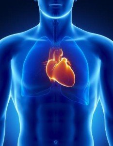 systeme cardio vascu