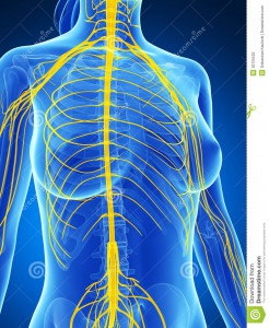 systeme neurologique